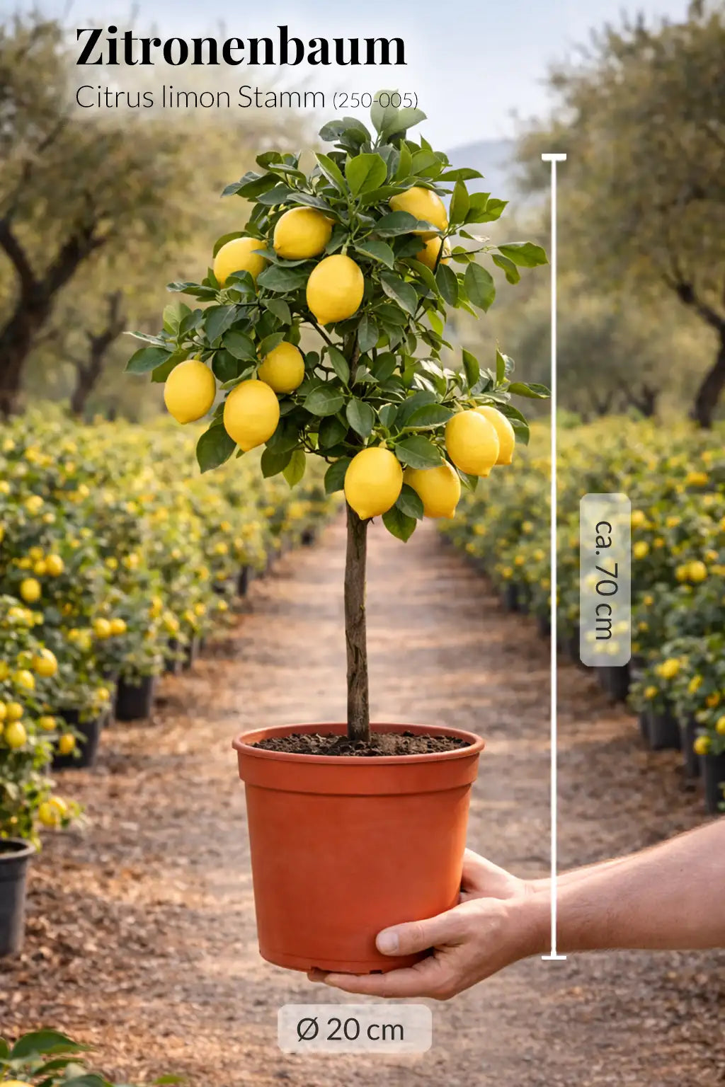 Großer Zitronenbaum