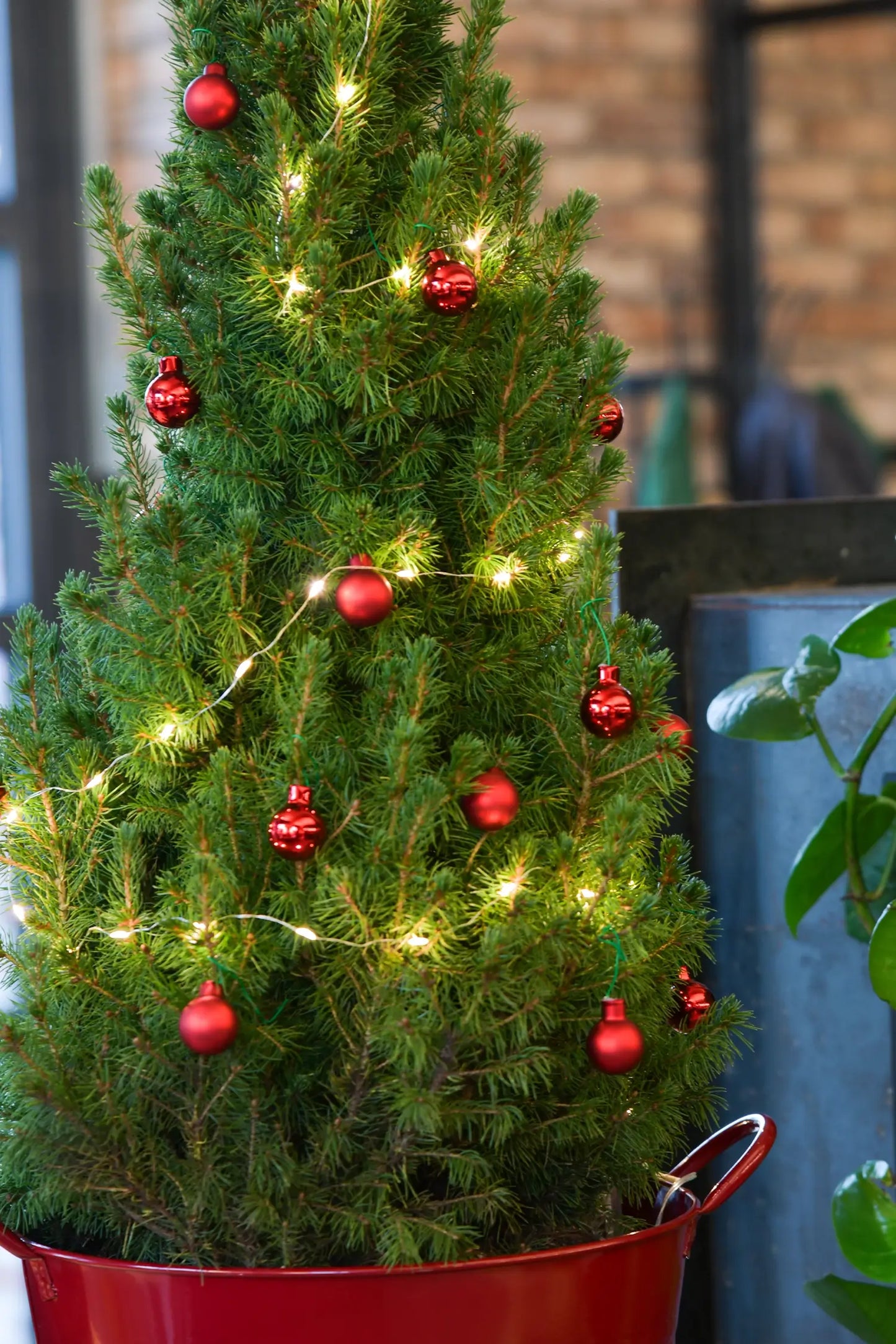 Nadeldetail vom roten geschmückten Weihnachtsbaum