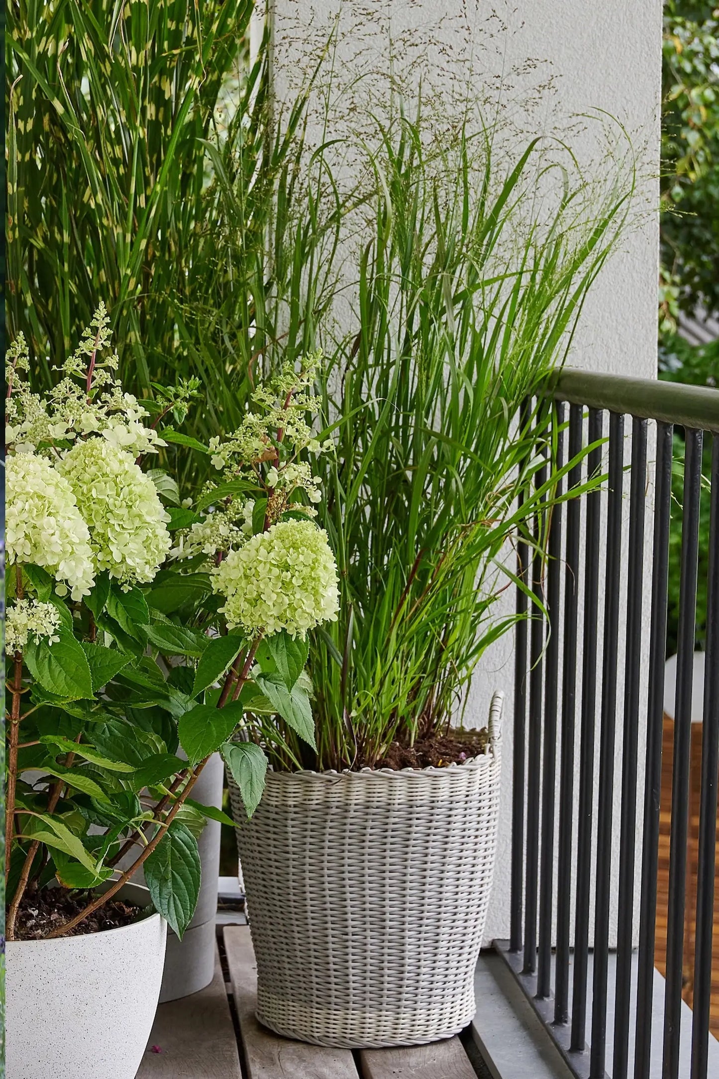 Rutenhirse auf dem Balkon als Sichtschutz