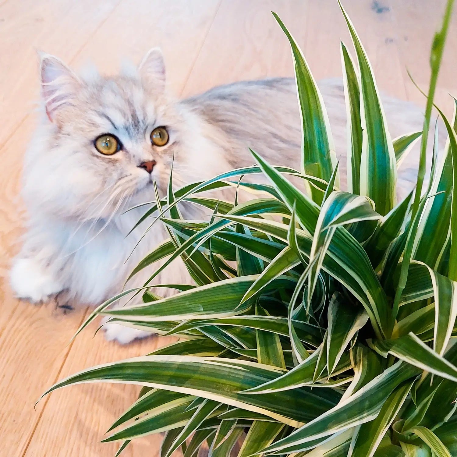 Weiße Katze mit tierfreundlicher Grünlilie