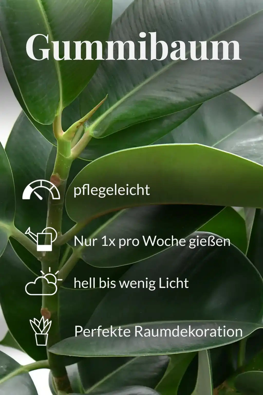 Großer Gummibaum, 100cm