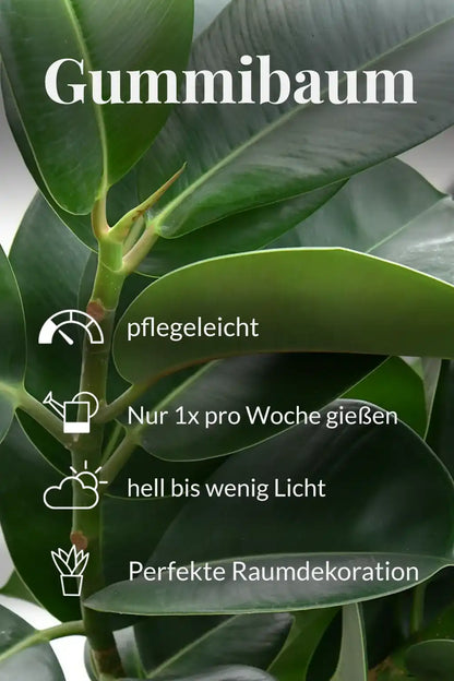 Großer Gummibaum, 100cm