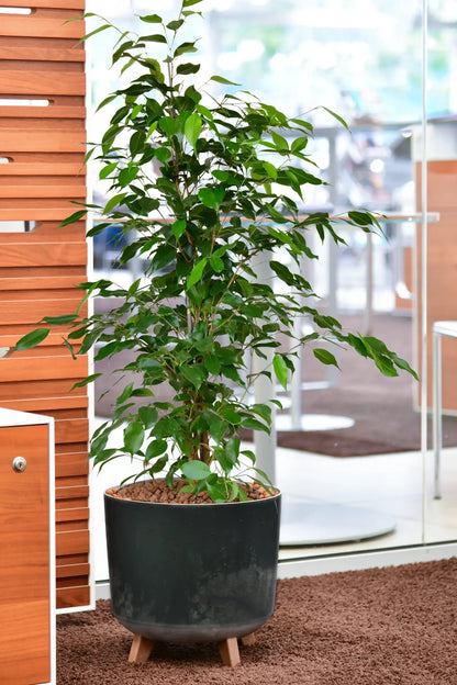 Hydrokutur Ficus in elegantem Büro Raum