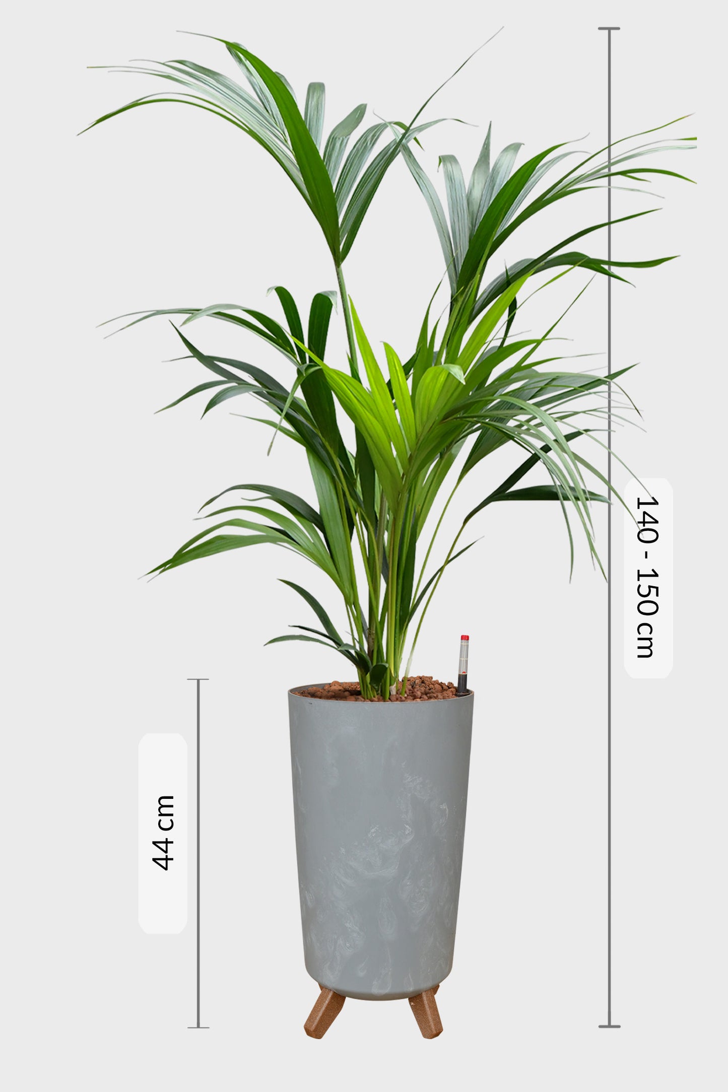 HYDRO SET XL BÜROPFLANZE Kentia Palme mit Vase in Betonoptik, 140-150cm