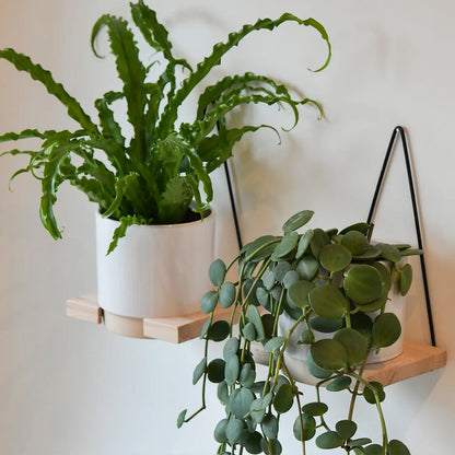 Hängende Zimmerpflanzen mit Halterung an der Wand