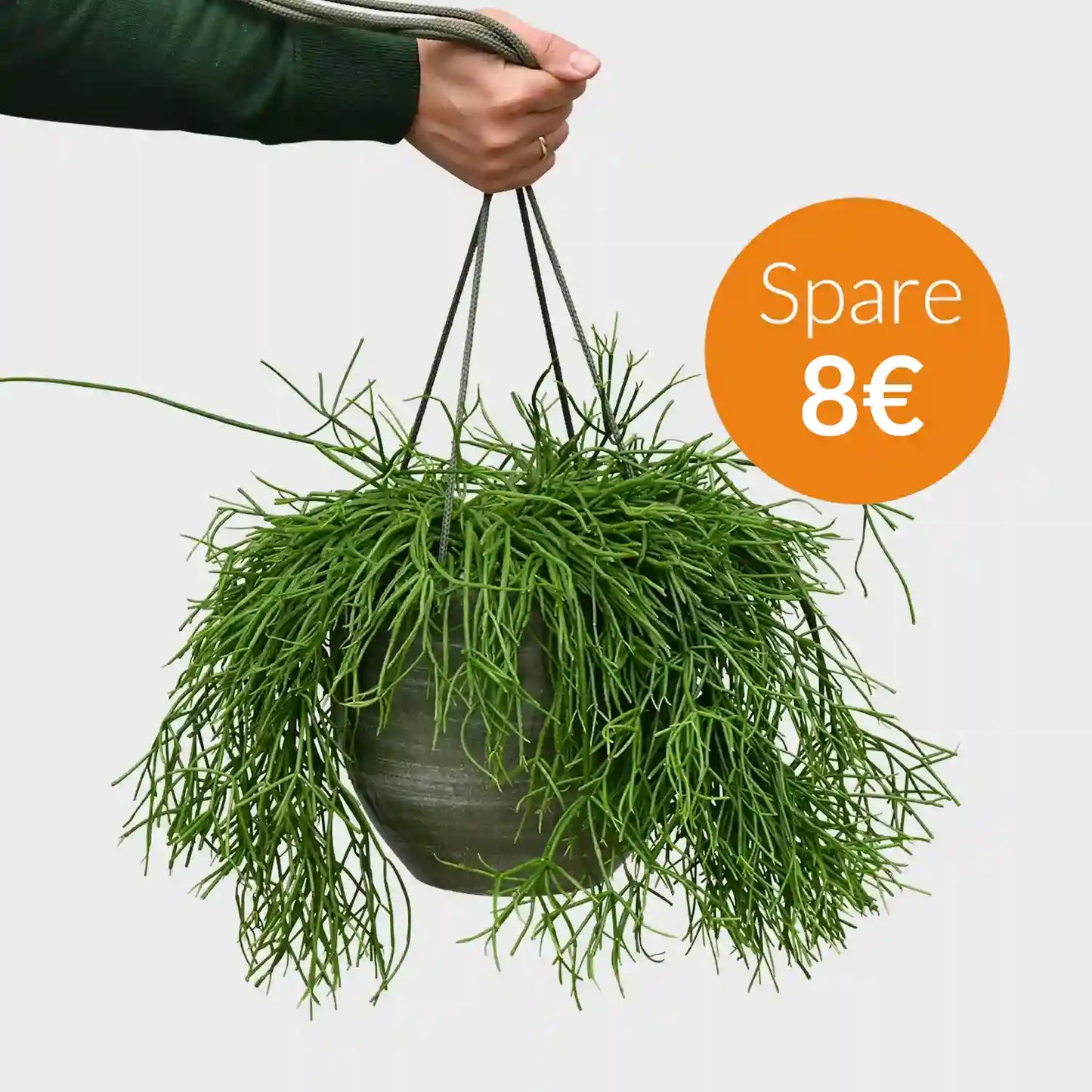 SPECIAL OFFER Hängender Korallenkaktus