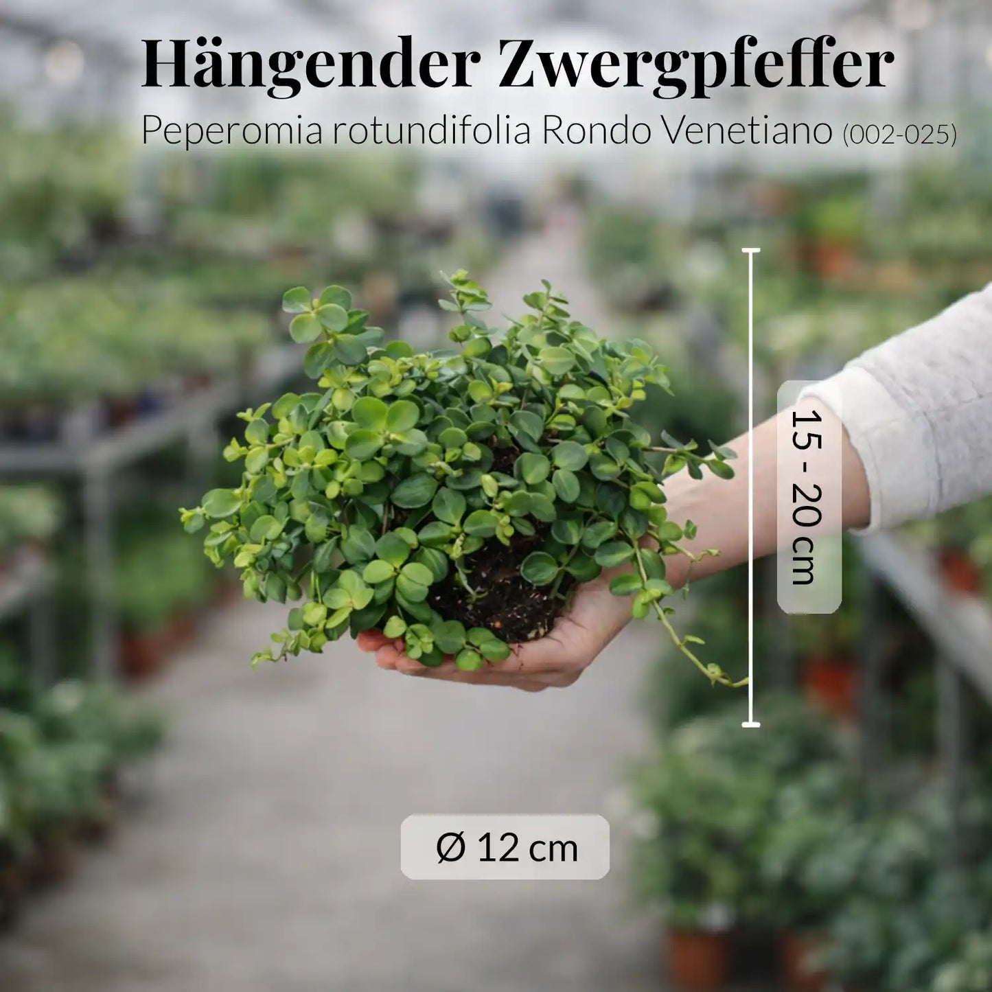 Mix & Match 3er Box Pflegeleichte Hängepflanzen