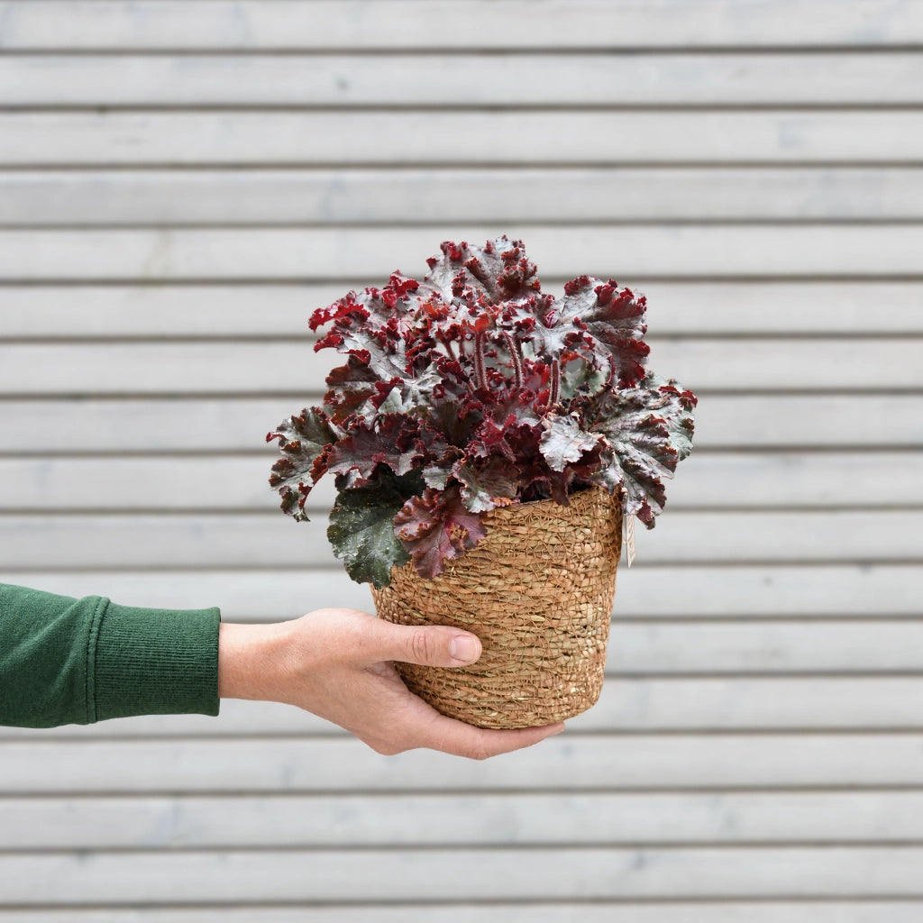 Mix & Match Winterharte und Ungiftige Balkonpflanzen