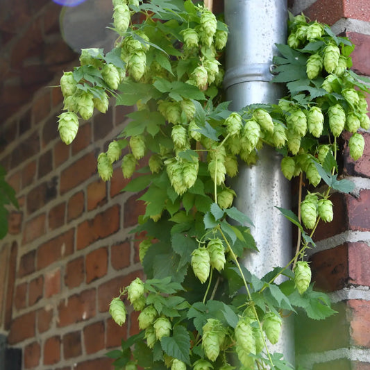 3er Box Echte Hopfen Pflanzen als Sichtschutz