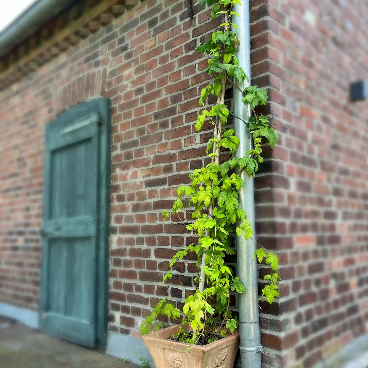 3er Box Echte Hopfen Pflanzen als Sichtschutz