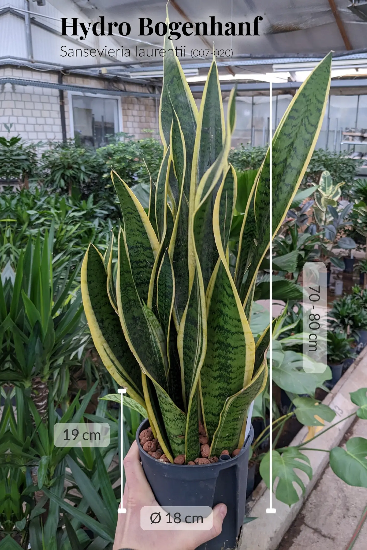 Hydrokultur Bogenhanf Sansevieria laurentii für Büro oder Office frisch beim Gärtner