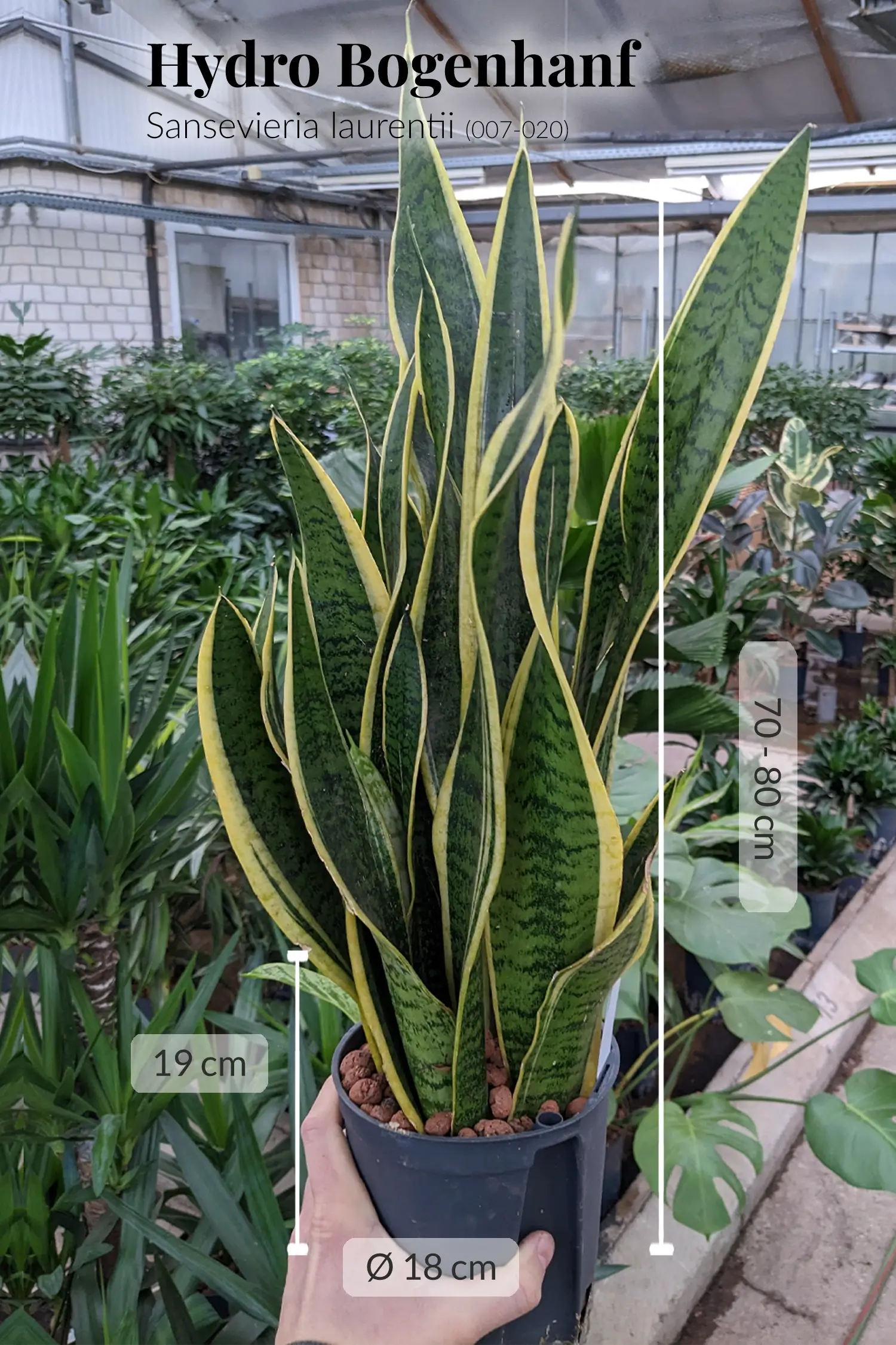 Hydrokultur Bogenhanf Sansevieria laurentii für Büro oder Office frisch beim Gärtner