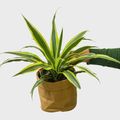 Hydro Dracaena Lemon