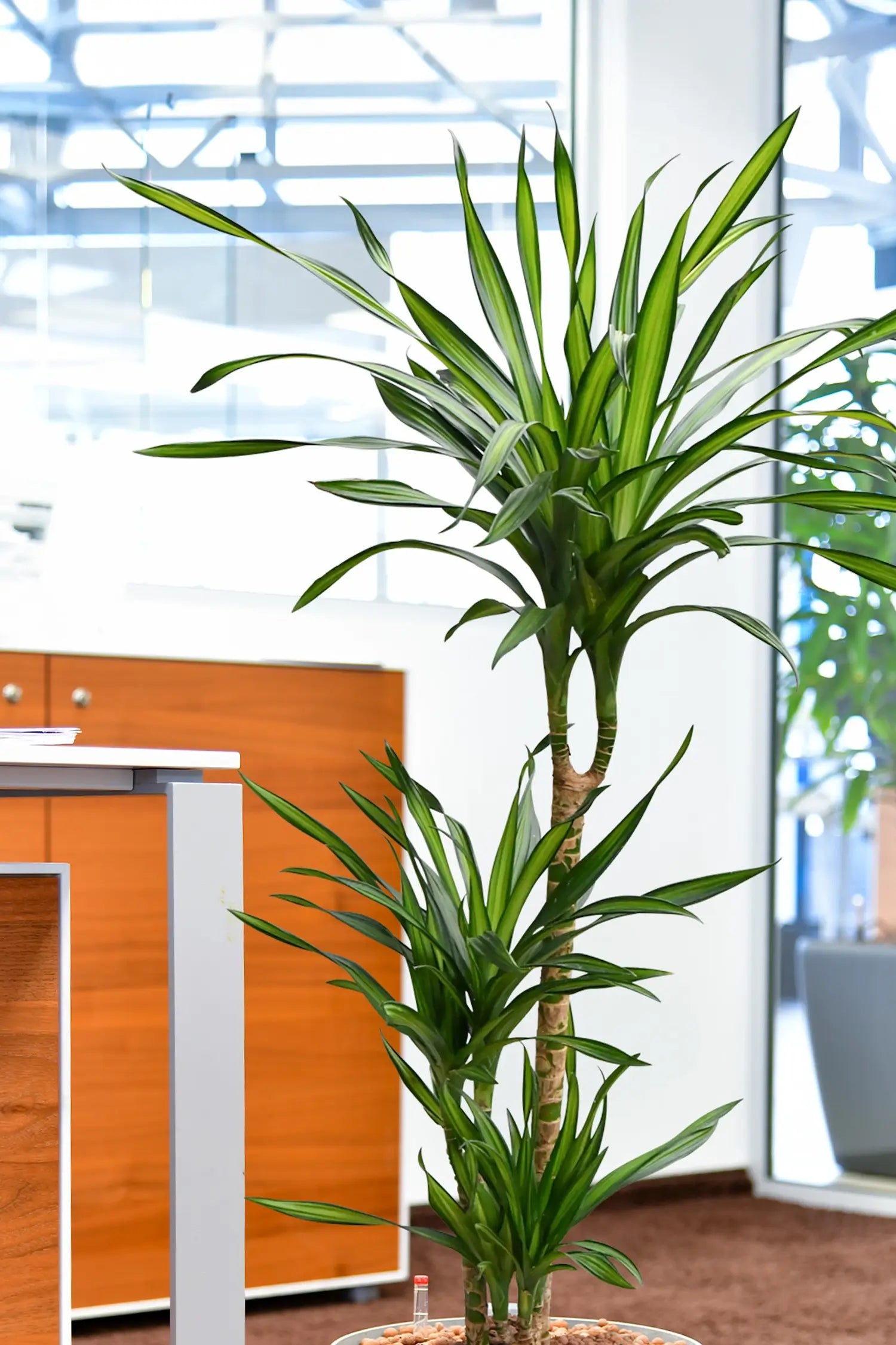 Dracaena Rikki im bÜro