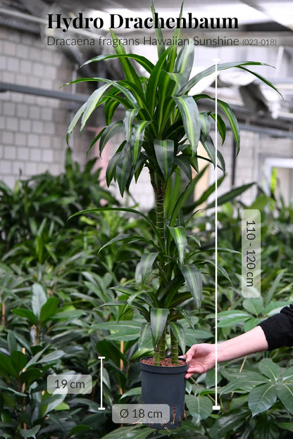 Frischer Drachenbaum in Hydrokultur direkt vom Gärtner bestellen