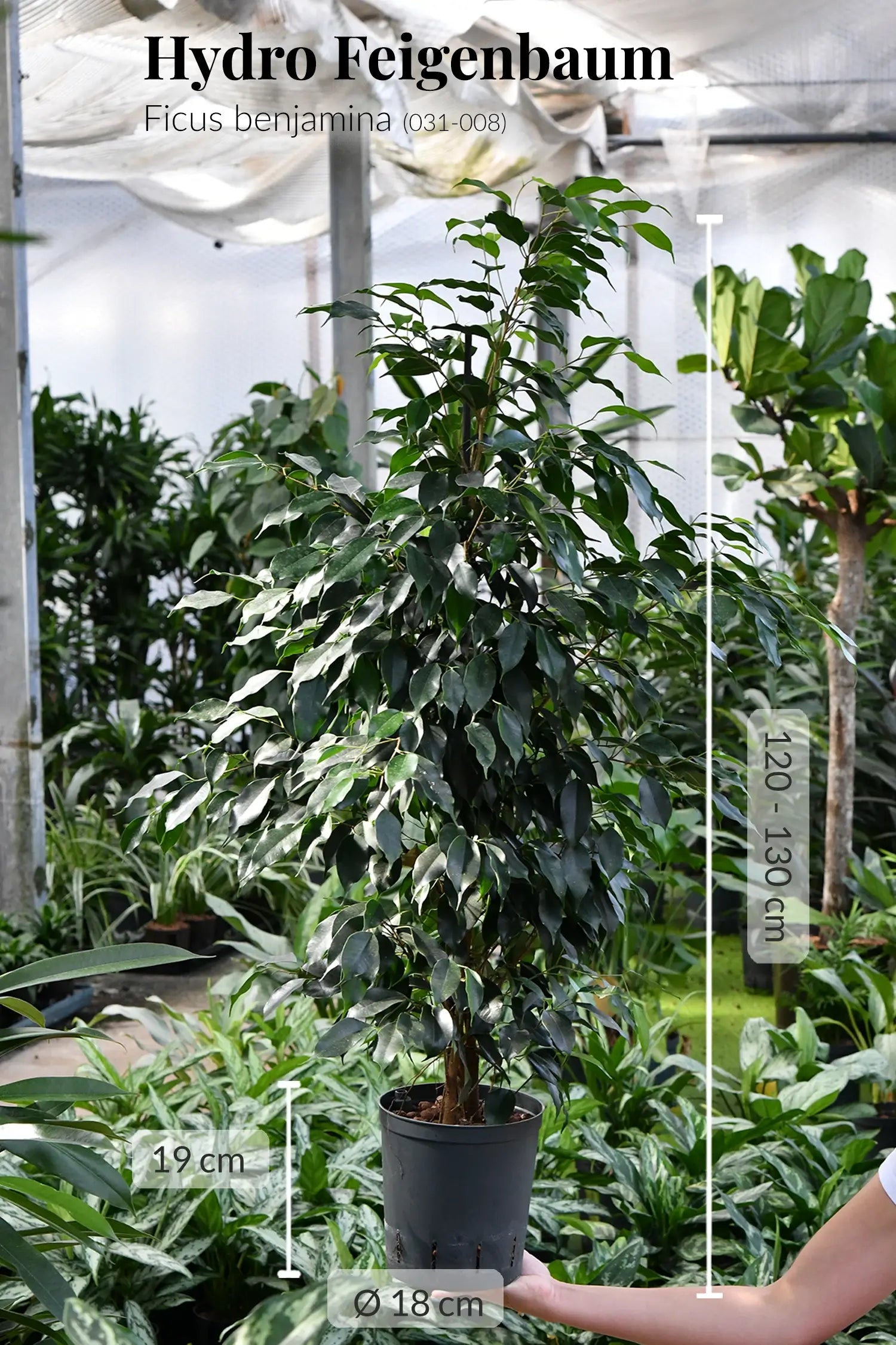 Frischer Feigenbaum in Hydrokultur direkt vom Gärtner bestellen