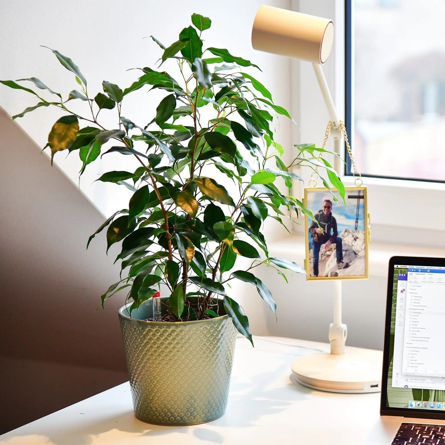 Hydropflanze Ficus in einem hellen Büro auf dem Schreibtisch