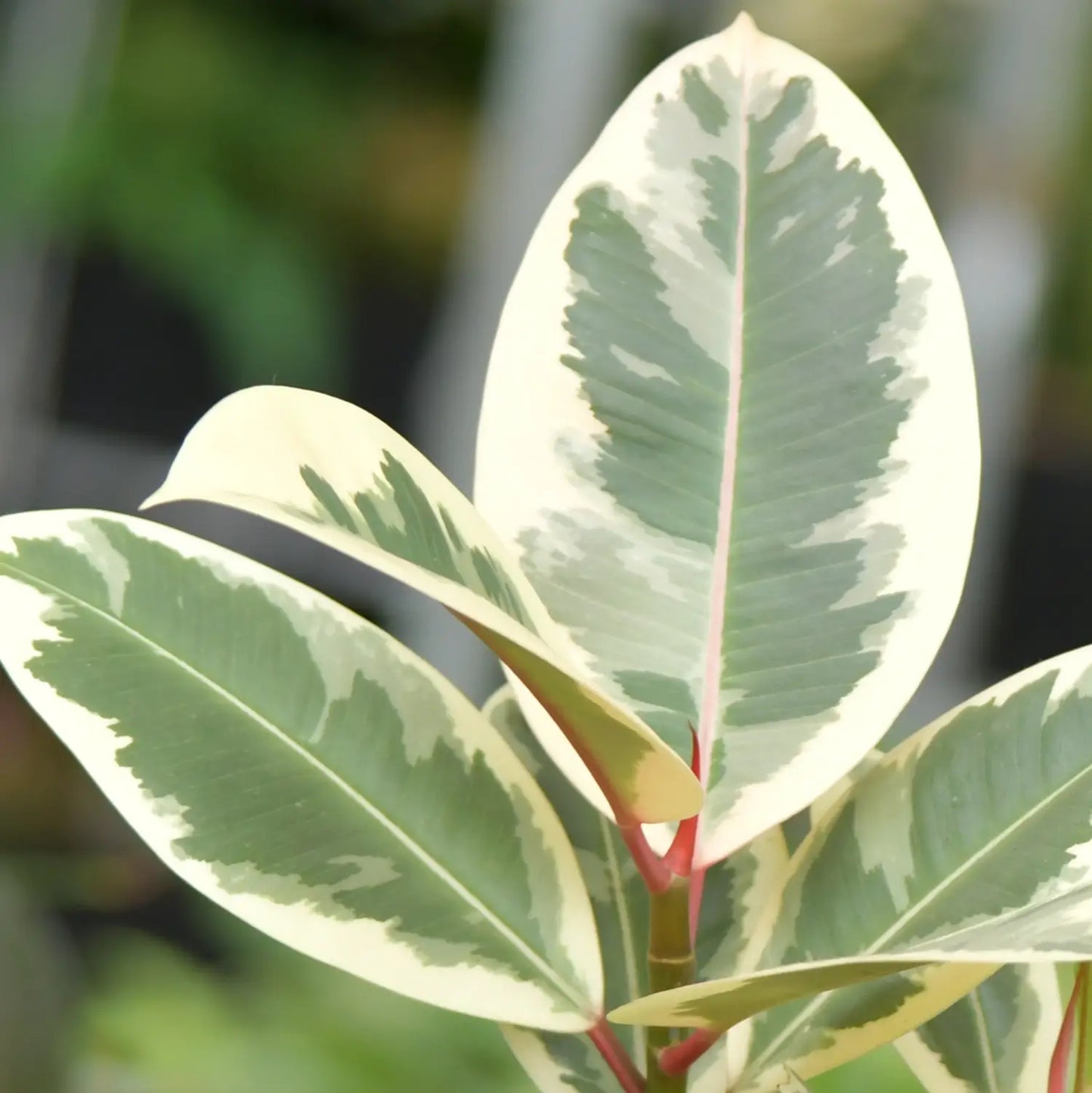 Besondere Blattfärbung beim Hydro Gummibaum Ficus tineke