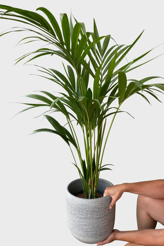 Hydro Kingsize Kentia Palme 110-120cm