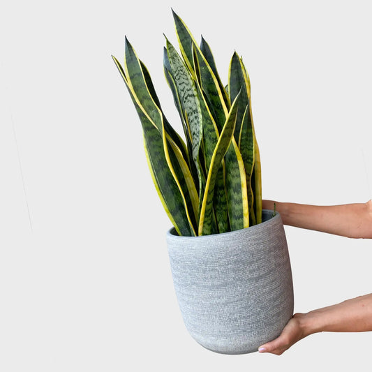 Hydro Kingsize Sansevieria Laurentii, 70-80cm