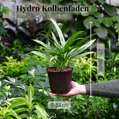 Hydro Kolbenfaden Cuttles