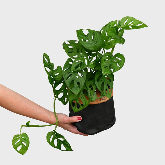 Hydropflanze Monstera Monkey Leaf frisch vom Gärtner bestellen