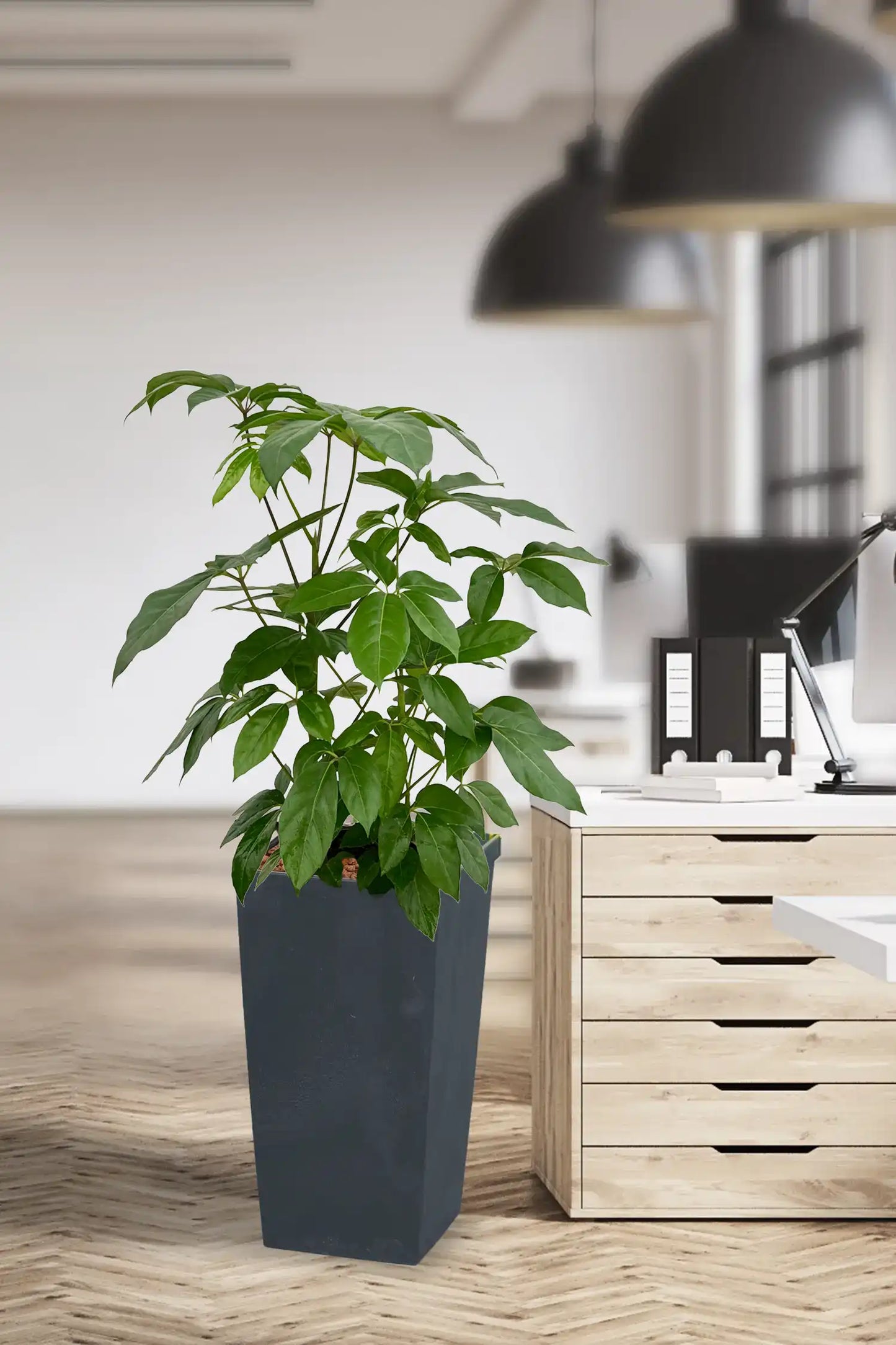 Hydro XL Büropflanze Amate Betonoptik hohe Vase