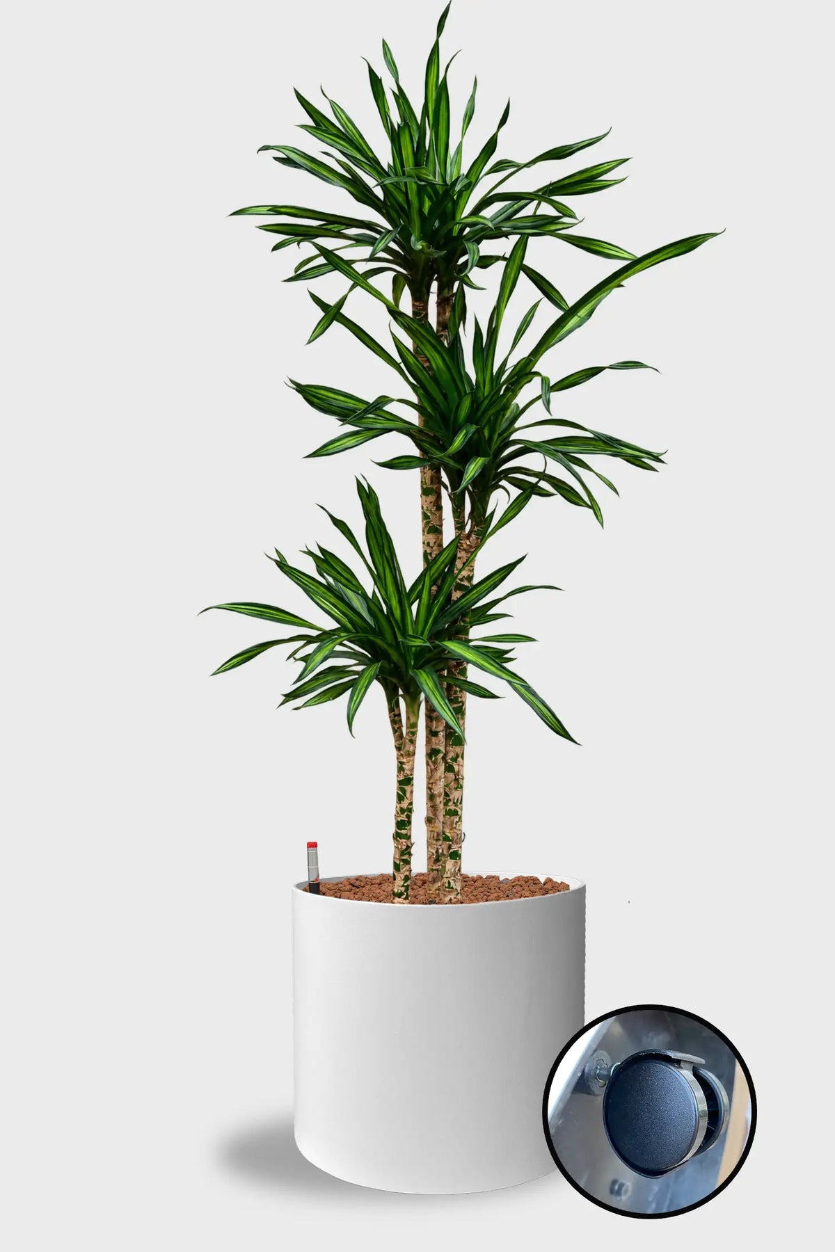 Hydro XXL Dracaena Rikki, 140-160cm