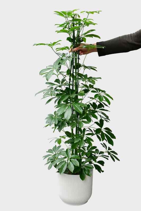 Hydro XXL Schefflera am Stab, 120-130cm