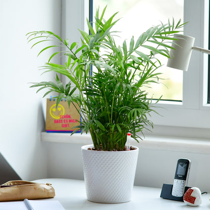 Hydro 3er Pflanzen Set Bergpalme & Co