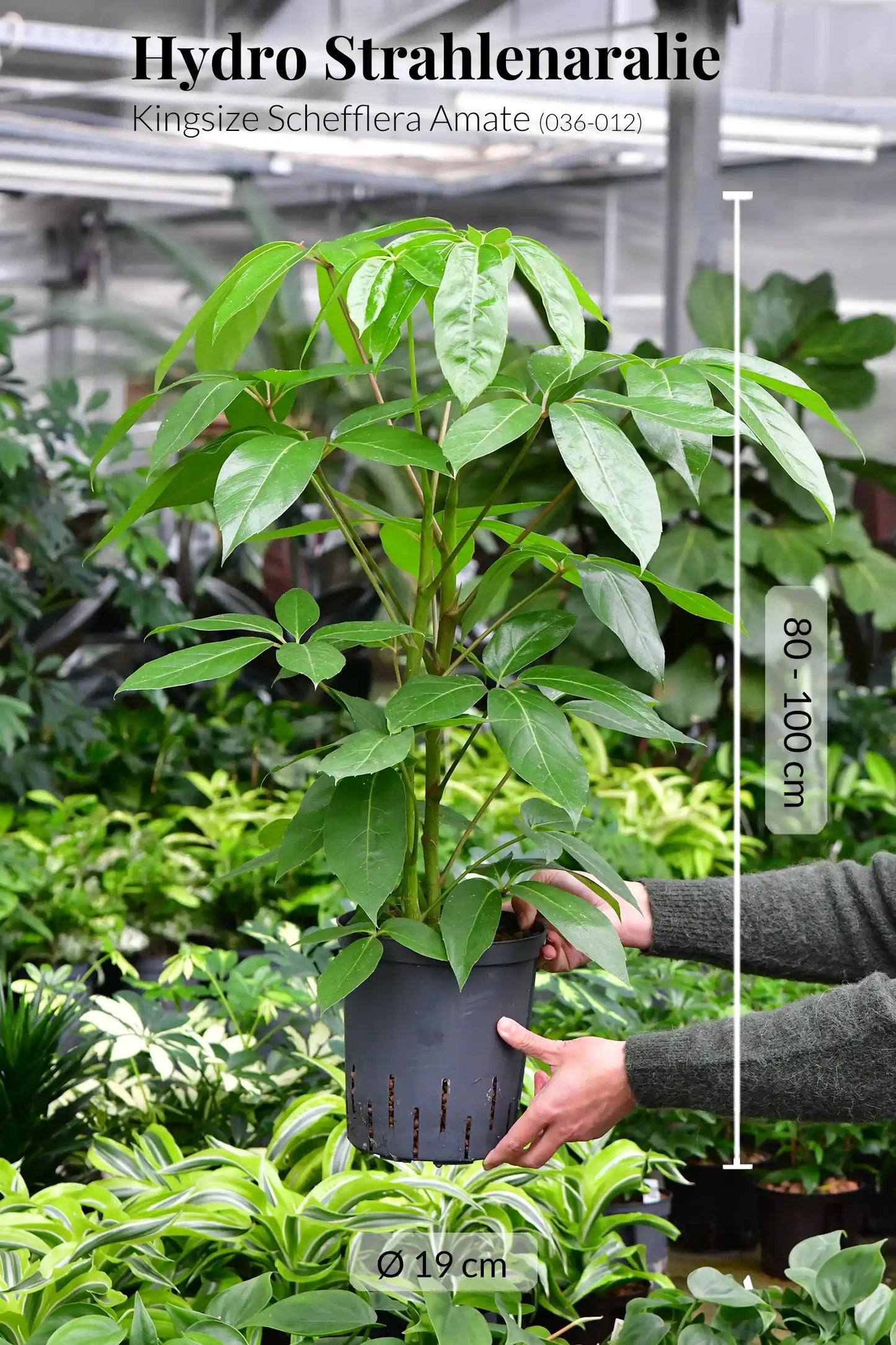 Hydro Kingsize Schefflera Amate