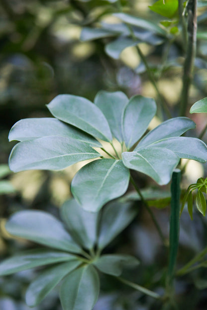 XXL Schefflera Detailbild eines Blattes Hydrokultur Zimmerpflanze