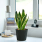 Schicke Schwiegermutterzunge Jobpflanze Bogenhanf Sansevieria für Büro oder Schreibtisch im keramik tara topf anthrazit
