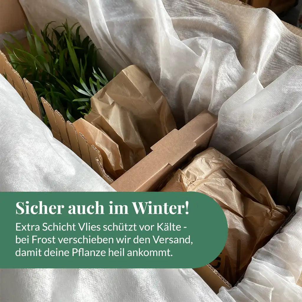 6er Box Grüne Erstausstattung