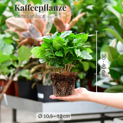 GREEN WEEK 6er Box tierfreundliche Pflanzen