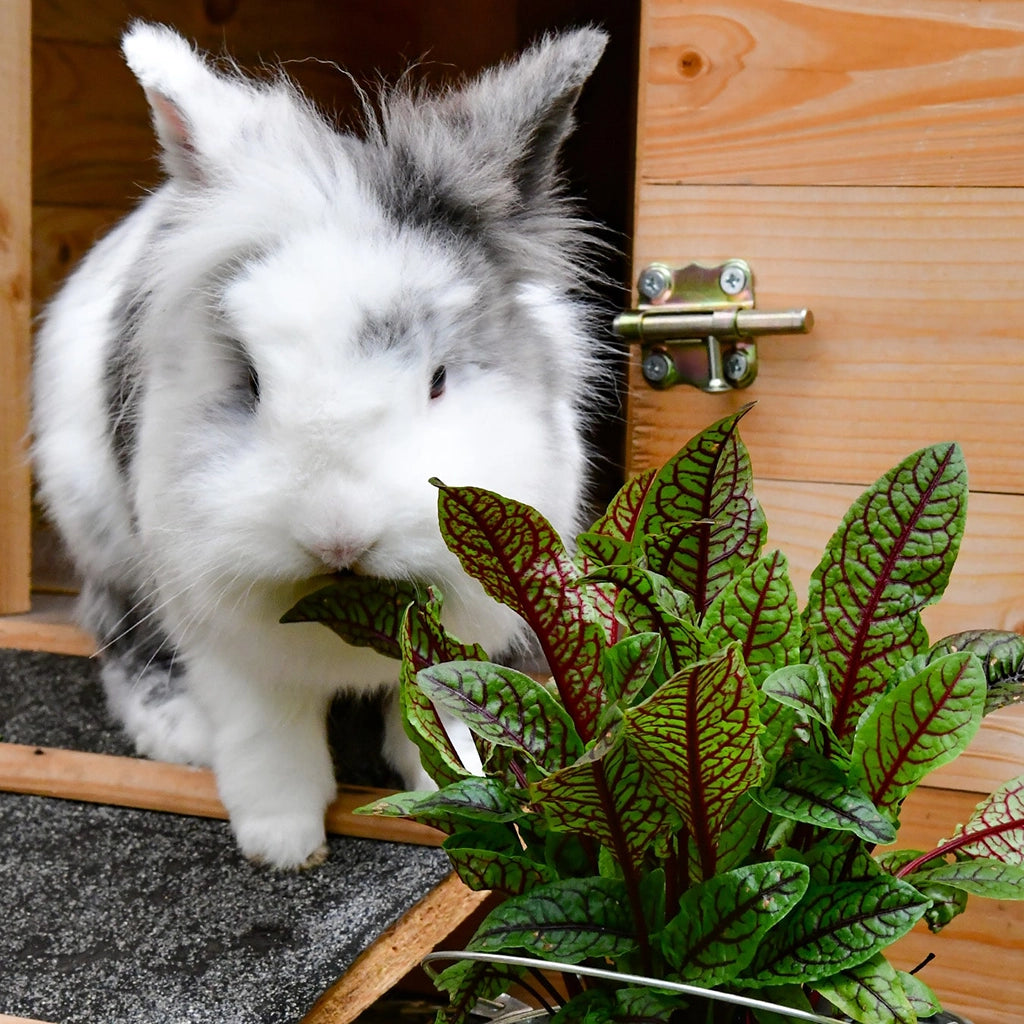Kaninchen knabber an Sauerampfer Rumex als Futterpflanze