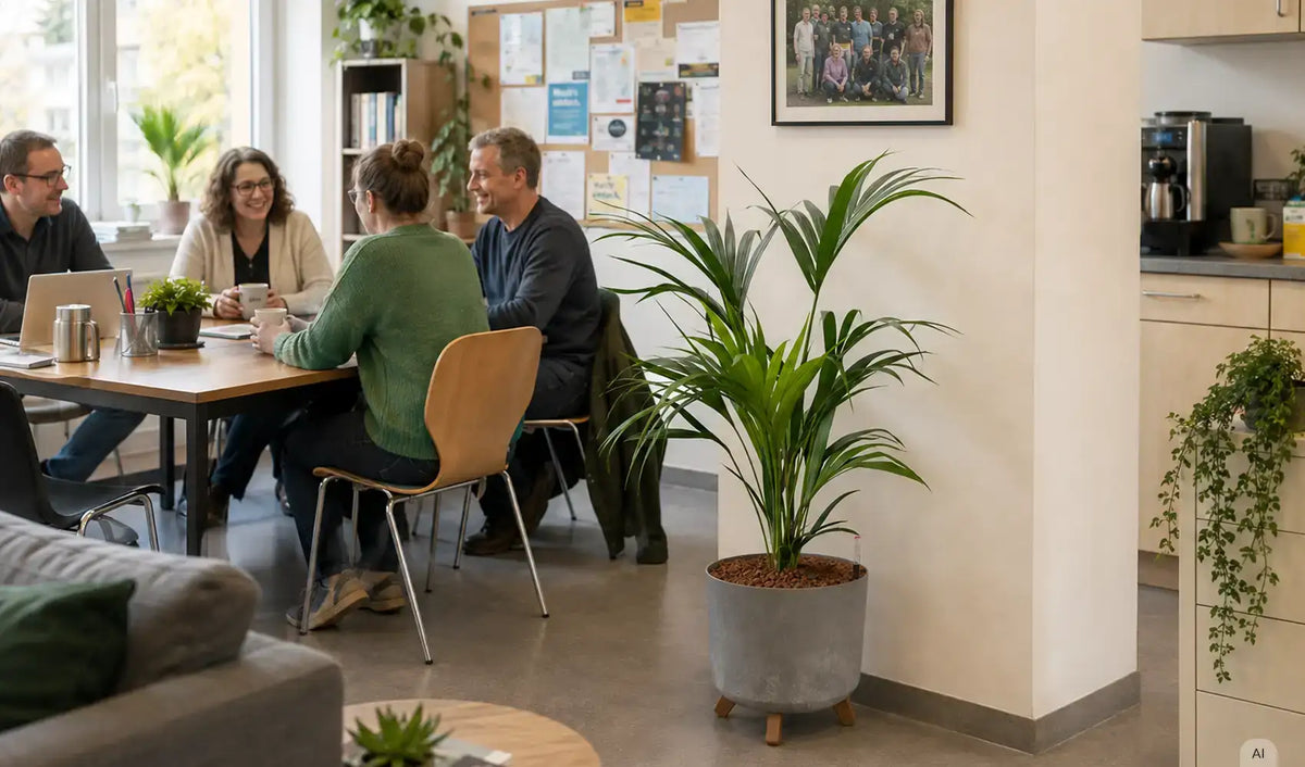 Kentiapalme Hydrokultur im Betonoptik Übertopf Lehrerzimmer Schule