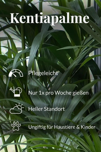Große Kentiapalme