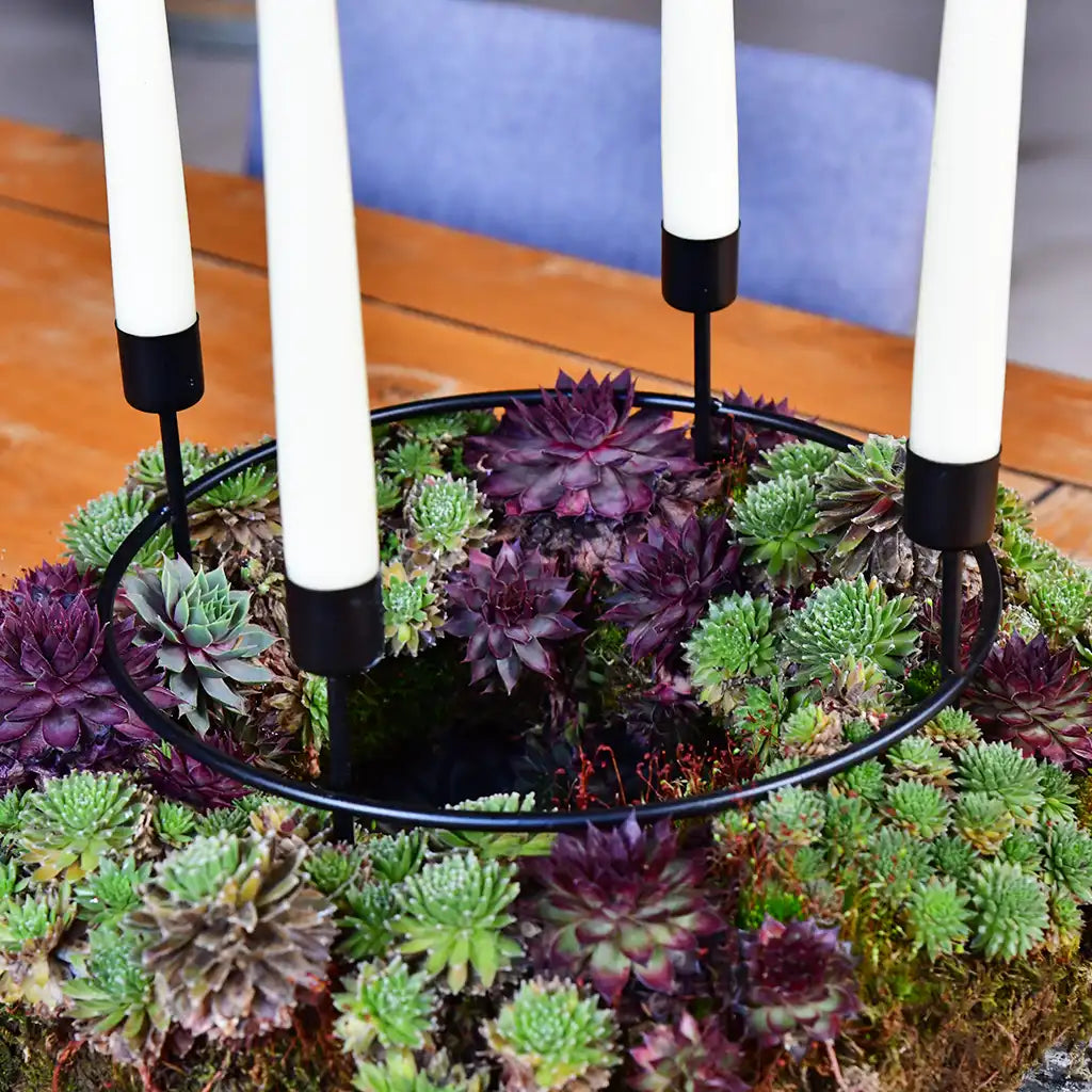 Adventskranz aus Moos und Sukkulenten Ø 35cm