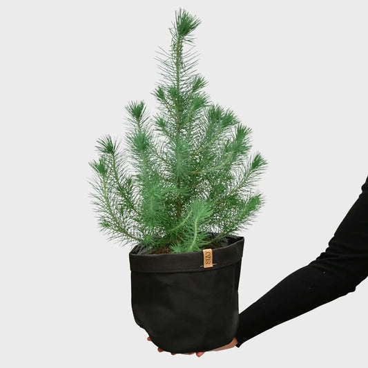 Kiefer als Weihnachtsbaum frisch direkt vom Gärtner kaufen