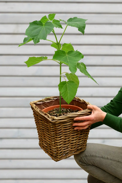 Kiribaum CO2 Klimabaum