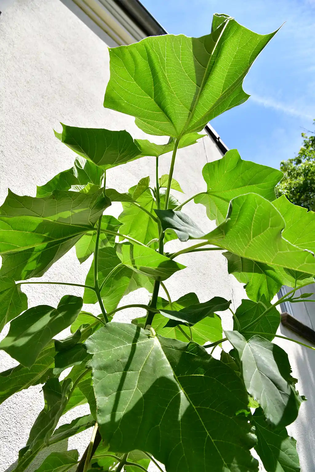 Kiribaum CO2 Klimabaum