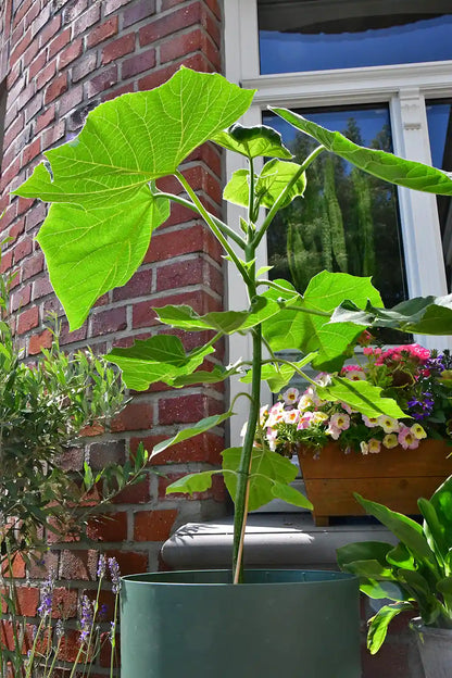 Kiribaum CO2 Klimabaum
