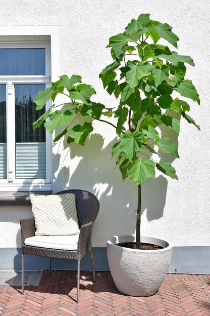 Kiribaum CO2 Klimabaum