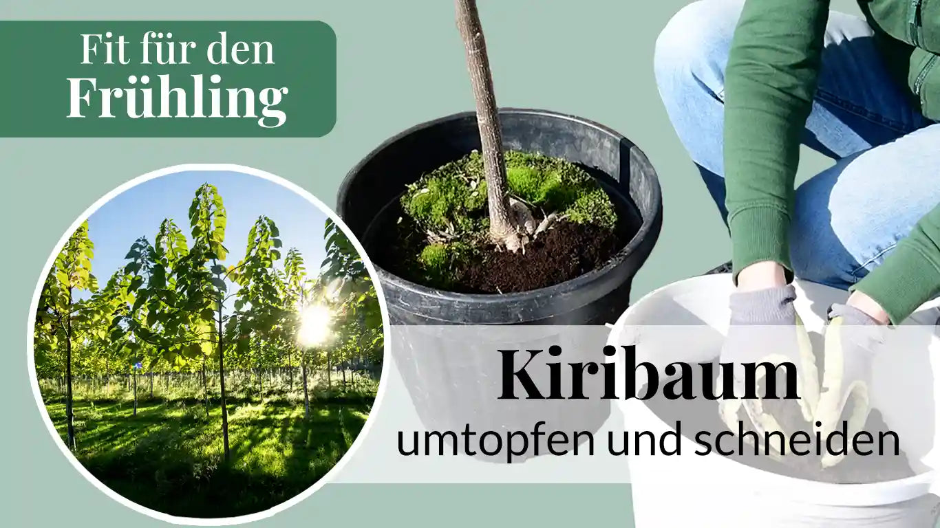 Video laden: 