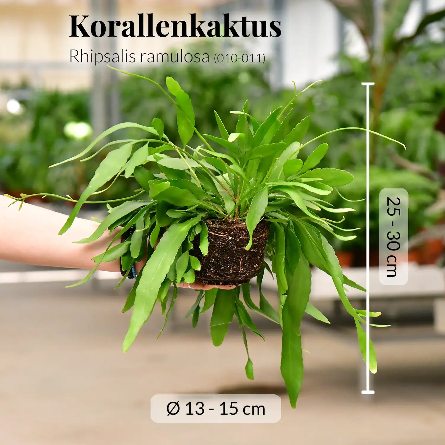 Hängender Korallenkaktus Rhipsalis Ramulosa