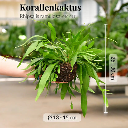Hängender Korallenkaktus Rhipsalis Ramulosa