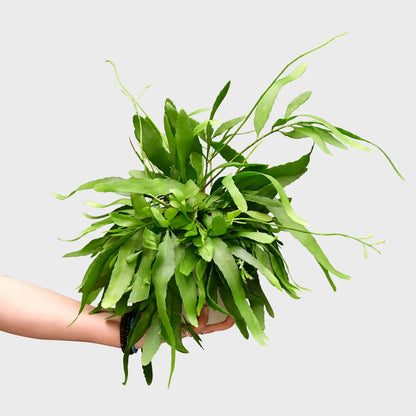 Hängender Korallenkaktus Rhipsalis Ramulosa