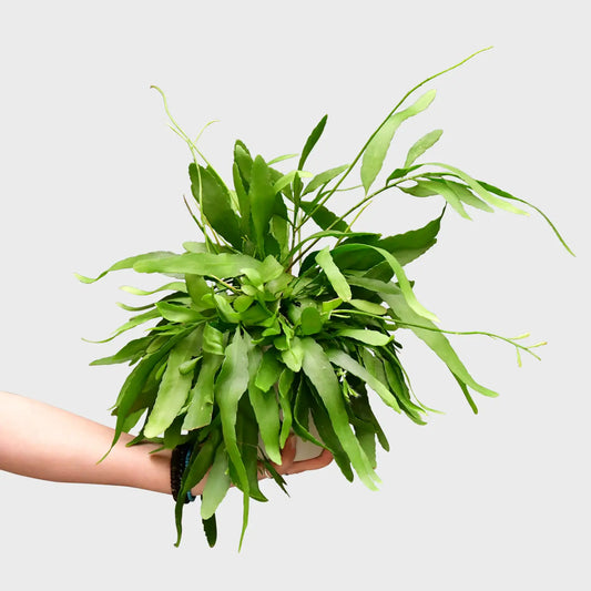 Hängender Korallenkaktus Rhipsalis Ramulosa