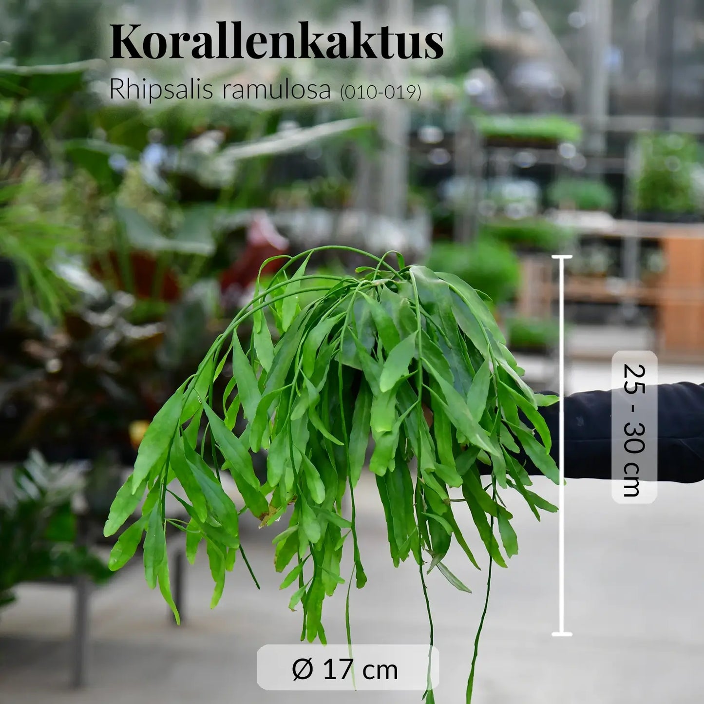 Hängender Korallenkaktus Rhipsalis Ramulosa